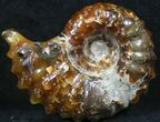 Polished, Agatized Douvilleiceras Ammonite - #29279-1
